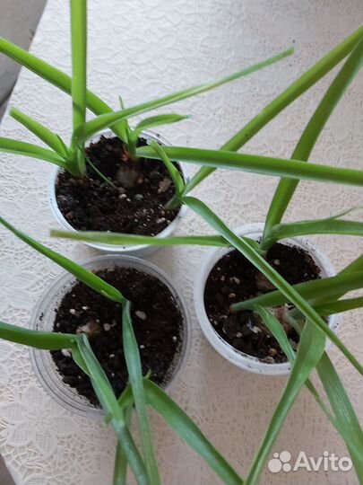 Предлагаю Индийский лук,Птицемлечник