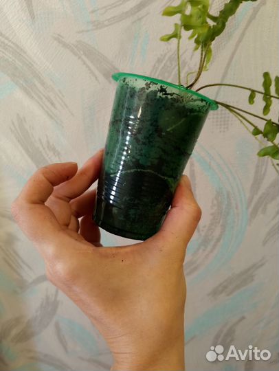 Нефролепис