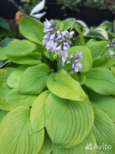 Хосты, папоротник, флоксы, лук Алиум, рудбекия