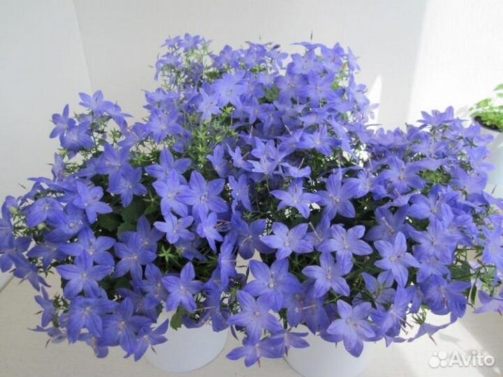 Кампанула жених и невеста