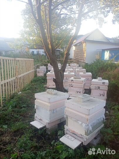 Пчелосемьи