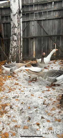 Гуси домашние