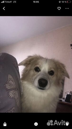 Клюха ищет жениха, Вязка японский шпиц