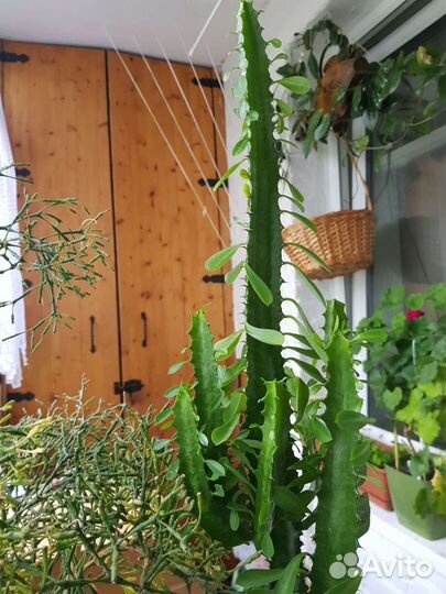 Эуфорбия, молочай трехгранный, 1,5 м