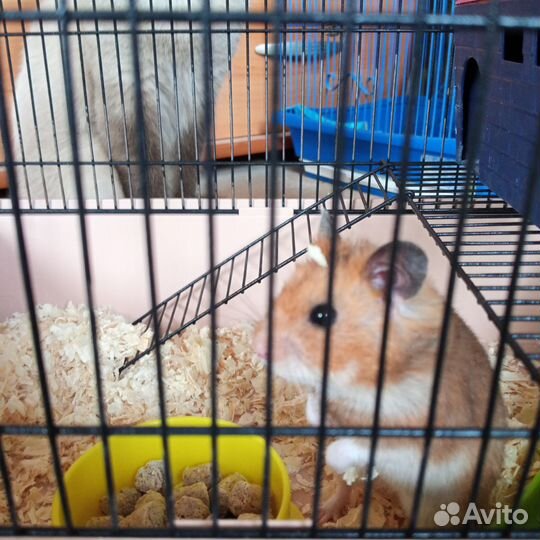 Клетка для джунгарского хомяка