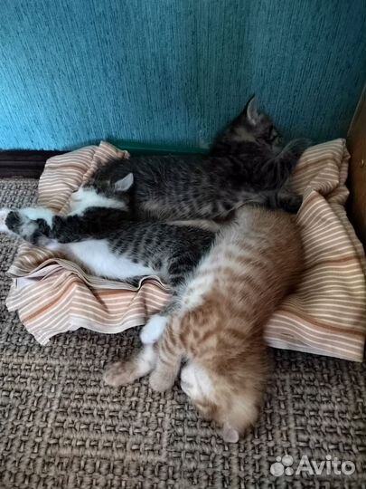 Кошки в добрые руки
