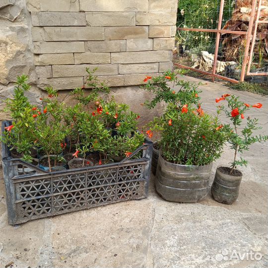 Саженцы комнатного граната