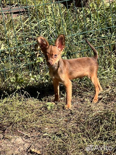 Той-терьер мальчик длинношерстный