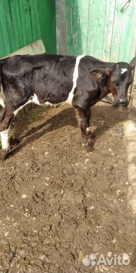 Теленок тёлочка