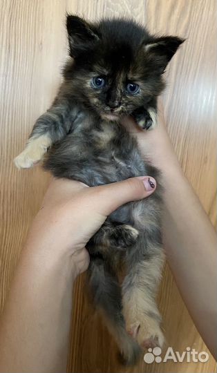 Котята мейн-кун