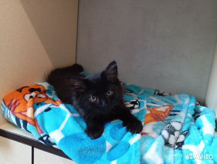 Котик сибирский 3м