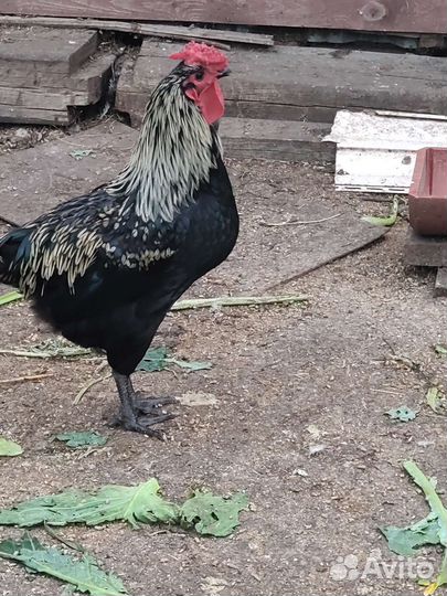 Молодые петушки помесные