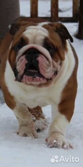 Английский бульдог вязка+щенки от него