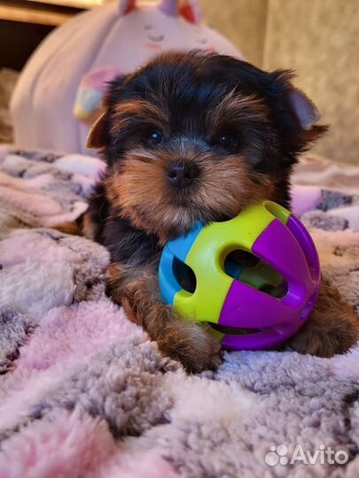 Йоркширский терьер щенки