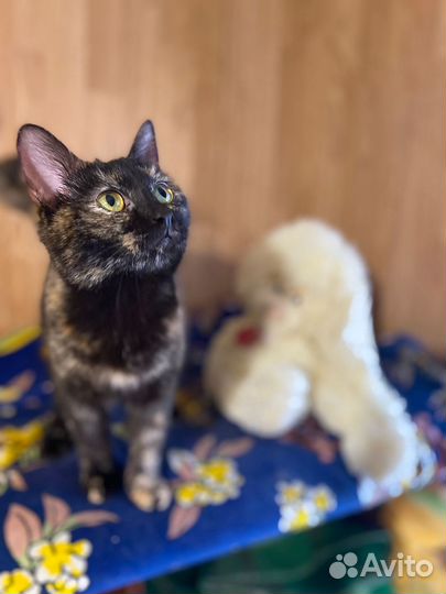 Ласковая кошечка Гера в добрые руки