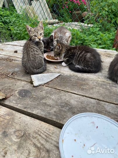 Котята в добрые руки