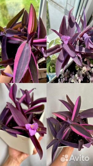 Традесканции каллизии сеткриазии