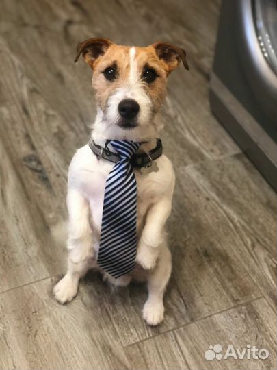 Вязка джек Рассел терьер