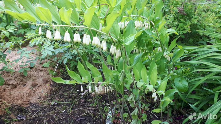 Саженцы Гортензии,Многолетние цветы