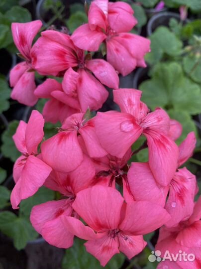 Пеларгония герань