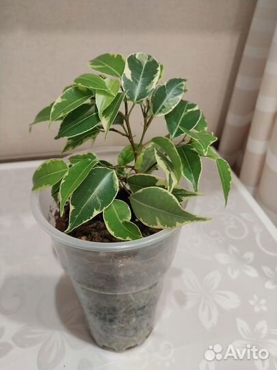 Комнатные растения, цветы строманта, фикусы, крот