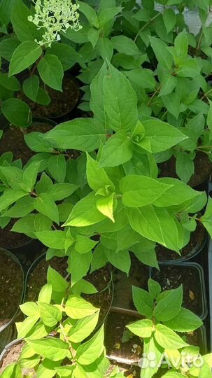 Саженцы гортензии метельчатой Полар Бир