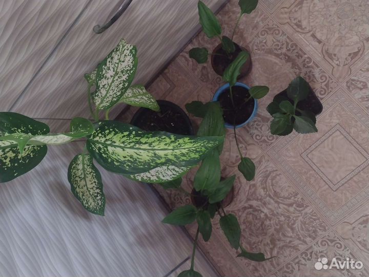 Диффенбахия, дримиопсис, каланхоэ