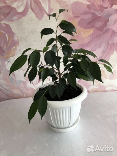 Фикус бенджамина