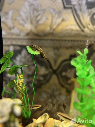 Сомики анциструсы