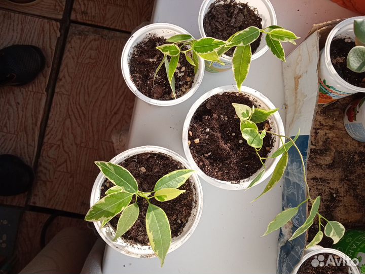 Комнатные растения