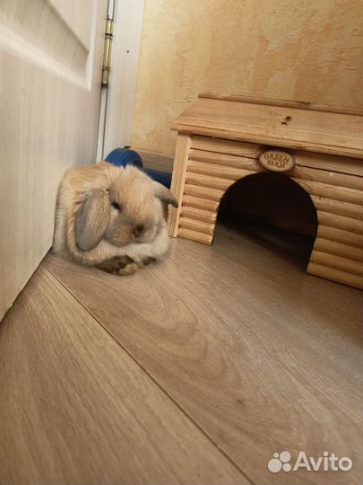 Минилоп крольчонок