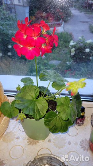 Пеларгония герань