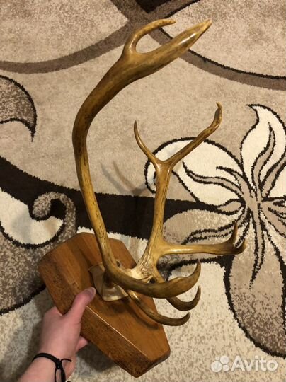 Рога оленя