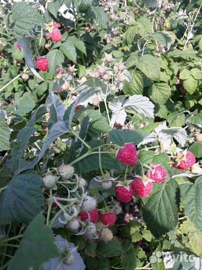 Малина ягода