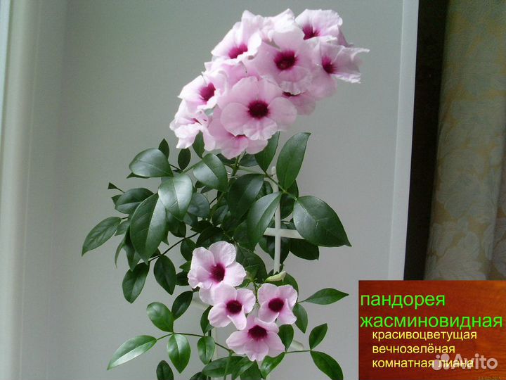 Черенки Стефанотис (мадагаскарский жасмин)