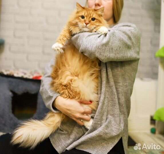 Кот Мэйсон