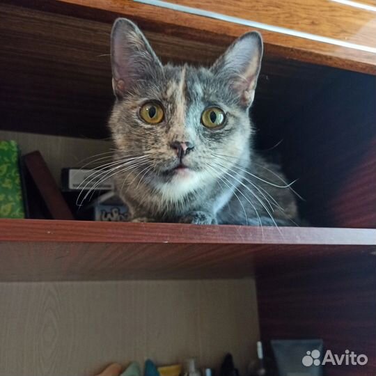 Кошка в дар бесплатно