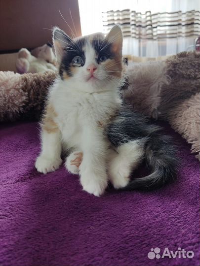 Котята домашний в дар