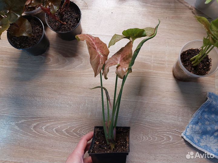 Сингониумы