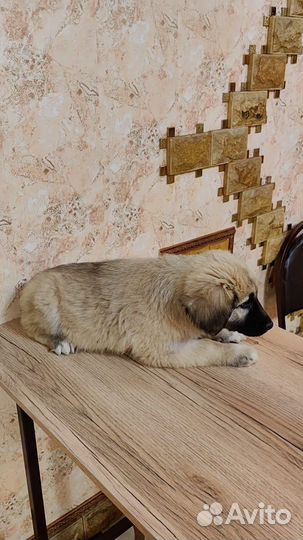 Щенки