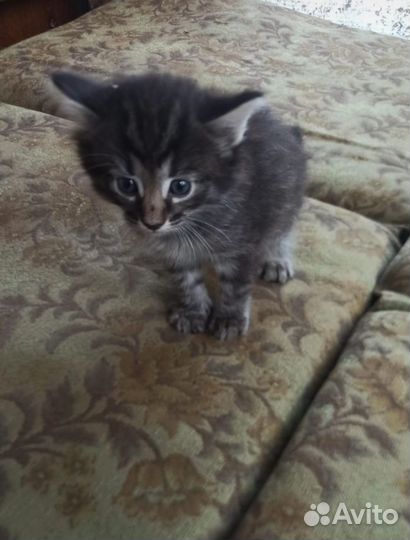 Отдам в добрые руки