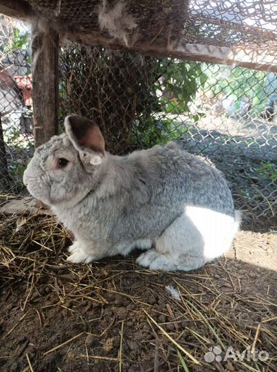 Кролики породы фландр