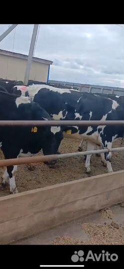 Нетели черно-пестрые 100 голов