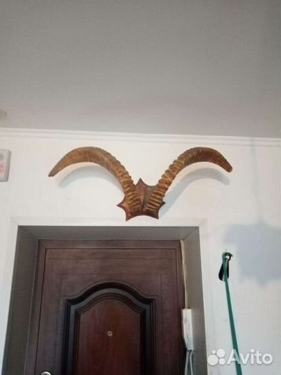 Продам рога. Торг