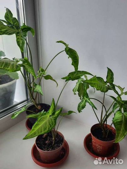 Сингониум ушковидный