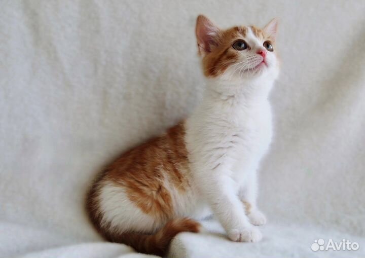 Котенок в добрые руки, 2 мес