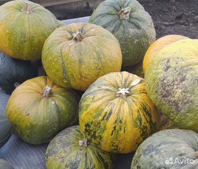 Семена тыквы голосемянной