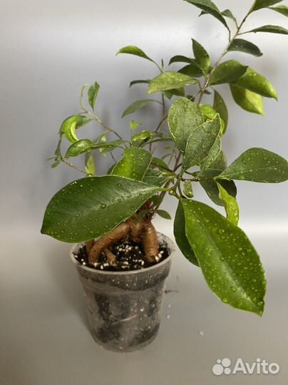 Фикус генсег