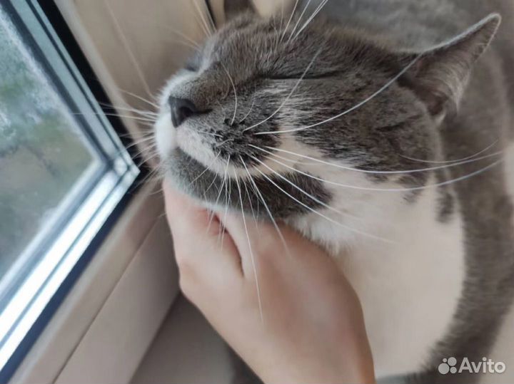 Ищу дом для котёнка