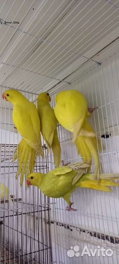 Ожереловый попугай птенцы